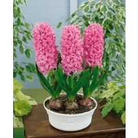 Hyacint ´Pink Pearl´, bal. 5 ks, 15/16