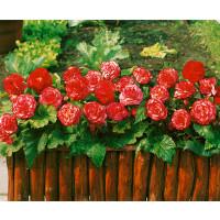 Begonia double ´Marmorata´ / Begónia, bal. 3 ks, 5/6