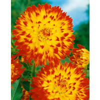 Dahlia ´Procyon´ / Georgína, I.