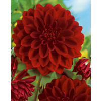 Dahlia ´Arabian Night´ / Georgína, I.