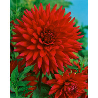 Dahlia ´Purple Gem´ / Georgína, I.