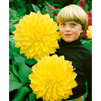 Dahlia ´Kelvin´s Floodlight´ / Georgína, I.