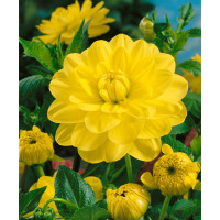 Dahlia ´Glory of Heemstede´ / Georgína, I.