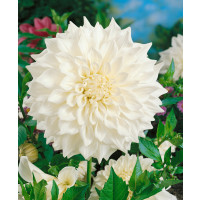 Dahlia ´White Perfection´ / Georgína, I.