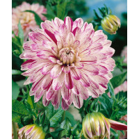 Dahlia ´Smokey´ / Georgína, I.