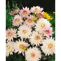 Dahlia ´Crazy Love´ / Georgína, I.