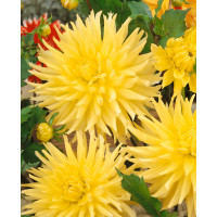 Dahlia ´Gold Crown´ / Georgína, I.