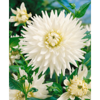 Dahlia ´Cactus White´ / Georgína kaktusovitá biela, I. SUPERCENA