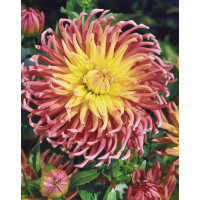 Dahlia ´Alfred Grille´ / Georgína, I.