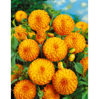 Dahlia ´Souvenir D´été´ / Georgína, I.