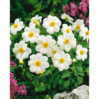 Dahlia ´Sneezy´ / Georgína, I.