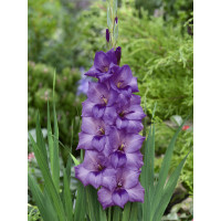 Gladiolus ´Milka´ / Mečík, bal. 7 ks, 12/14