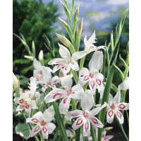 Gladiolus nanus ´Nymph´ / Mečík, bal. 10 ks, 8/9