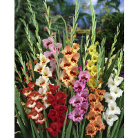 Gladiolus ´Butterfly Mix´ / Motýľokveté meč., bal. 10 ks, 10/12