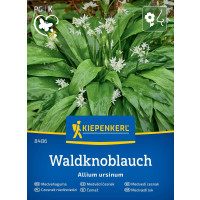 Allium ursinum / Medvedí cesnak, Lesný cesnak, bal. stačí pre 35 rastlín