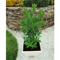 Laurus nobilis / Vavrín lekársky / Bobkový list, 20-30 cm, K9