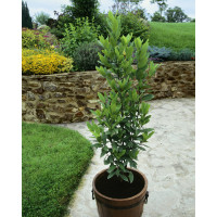 Laurus nobilis / Vavrín lekársky / Bobkový list, 20-30 cm, K9