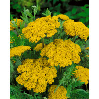 Achillea filipendulina ´Parker´s Variety´, K9