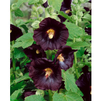 Alcea rosea ´Nigra´ / Topoľovka tmavobordová prázdna, C1