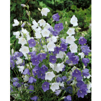 Campanula persicifolia / Zvonček broskyňolistý ´ZMES´, bal. 0,25 g