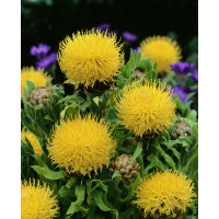 Centaurea macrocephala / Nevädza žltá, C1,5