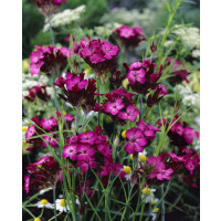 Dianthus carthusianorum / Klinček kartuziánsky, K9