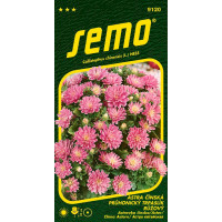 Callistephus c. / Astrovka čínska ´PR. TRPASLÍK RUŽOVÝ´ (náhr. Pinocchio Pink), bal. 0,3 g