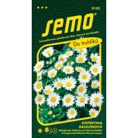 Chrysanthemum paludosum / Margaréta balkón. ´SNĚHURKA´, bal. 0,3 g