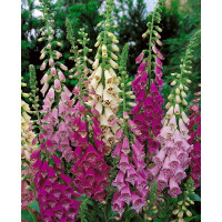 Digitalis purpurea ´Foxy´ / Náprstník, K9
