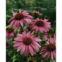 Echinacea purpurea ´Magnus´ / Rudbekia purpurová, bal. 3 ks, I