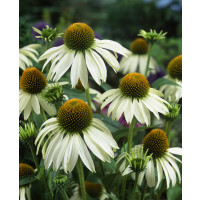 Echinacea purpurea ´Alba´ / Rudbekia biela, K9