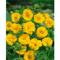 Geum ´Lady Stratheden´ (Goldball) / Kuklík, C1,5