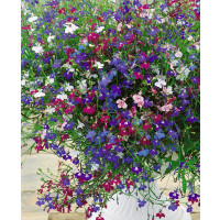 Lobelia pendula / Lobelka ´CASCADE ZMES´, bal. 0,25 g