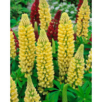 Lupinus R.V. 'Kronleuchter'(The Chandelier), K9