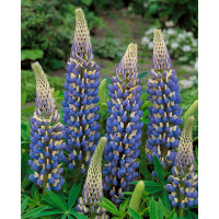 Lupinus R.V. 'Governor' (Kastellan) / Lupina, Vlčí bôb - Guvernér, K9