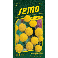 Craspedia globosa / Kraspédia ´BILLY BUTTONS´, bal. 0,1 g