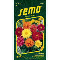 Dahlia pinnata / Georgína premenlivá ´KOMPAKT ZMES´, bal. 1 g