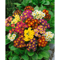Primula veris / Prvosienka jarná ´ZMES´, bal. 0,2 g