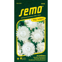 Helichrysum bracteatum / Slamiha slamienková BIELA veľkokvetá, bal. 0,4 g
