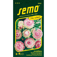 Helichrysum bracteatum / Slamiha slamienková RUŽOVÁ veľkokvetá, bal. 0,4 g