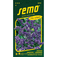 Limonium sinuatum / Limonka zohnutá ´DARK BLUE´ náhr. Kampfs Blue, bal. 0,5 g