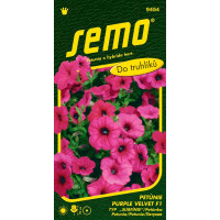 Petunia hybrida / Petúnka veľkokvetá ´PURPLE VELVET F1´, bal. 10 tabl.