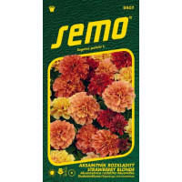 Tagetes patula ´Strawberry Blonde´ / Aksamietnica , bal. 35 s.