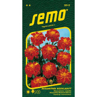 Tagetes patula / Aksamietnica rozložitá ´CARMEN´, bal. 1 g