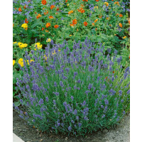 Lavandula angustifolia ´Munstead Strain´ / Levanduľa úzkolistá, K9