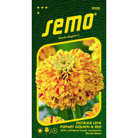 Zinnia elegans L. / Cínia POPART GOLDEN AND RED, 0,25 g