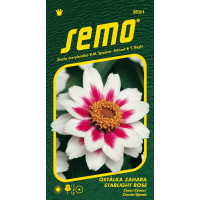Zinnia elegans / Cínia ZAHARA STARLIGHT ROSE, bal. 15 s.