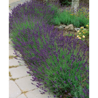 Lavandula angustifolia ´Hidcote Blue´ / Levanduľa úzkolistá, C1,5