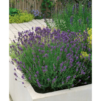 Lavandula angustifolia ´Munstead´ / Levanduľa lekárska, K9