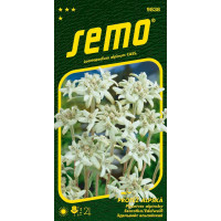 Leontopodium alpinum / Plesnivec alpínsky ´EDELWEISS´, bal. 0,1 g
